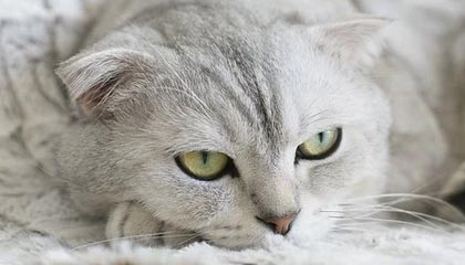 皇冠体育app下载-“四冠王”胡凯：越冷静，越“幸运”